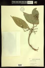 Image result for Croton inhambanensis