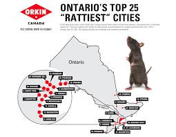 Professional pest control organizations exterminators. Toronto Comes In First Place As The Rattiest City In Ontario News