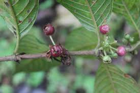 Image result for Sabicea