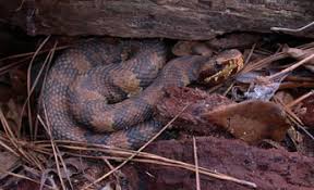 We did not find results for: Species Profile Cottonmouth Water Moccasin Agkistrodon Piscivorus Srel Herpetology