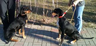 Image result for sedmihradský honič