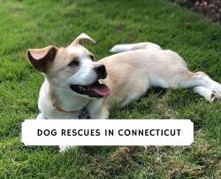 Maybe you would like to learn more about one of these? Best Dog Rescues In Connecticut 2021 Top 8 Picks We Love Doodles