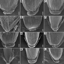 Image result for Agrostis quinqueseta