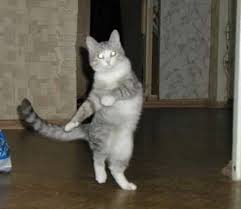 The perfect gif for donations. Top 10 Cats Dancing At The New Years Eve Party Dancing Cat Dancing Animals Cats