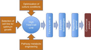 When carrying out a plant cell culture, there are three important things that must be considered. Prospects For The Use Of Plant Cell Cultures In Food Biotechnology Sciencedirect