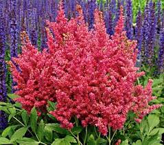Shade loving perennial flowers zone 7. Astilbe Fireberry Shade Perennials Flowering Shade Plants Plants