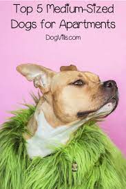 5 Best Medium Size Dogs For Apartments Dog Vills Funny Dog Names Best Dog Halloween Costumes Medium Sized Dogs