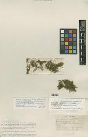 Image result for Psorospermum mechowii