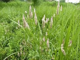 Image result for Celosia argentea