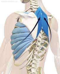 Rhomboids And Serratus Anterior Open The Chest Yoga Anatomy Muscle Anatomy Yoga Poses