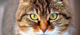 Toxoplasmose Et Eleveur Autre Exemple De Zoonose Alliance Elevage