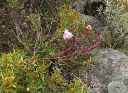 Image result for Sopubia ramosa