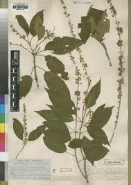 Image result for Croton madandensis