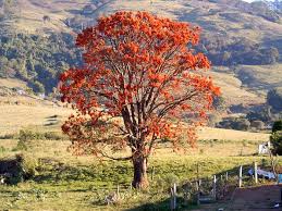 Image result for Erythrina falcata