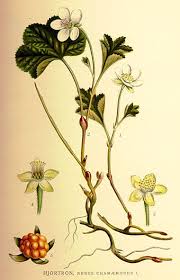 Image result for Rubus kirungensis