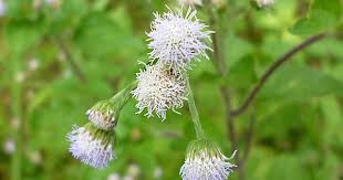 Image result for Ethulia conyzoides