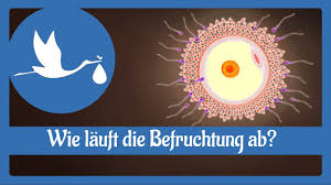 Man geht aber davon aus, dass die einnistungsblutung wenige tage nach der befruchtung stattfindet, allerdings kann das auch bis zu 2 wochen nach der befruchtung der eizelle dauern. Schwangerschaft Wie Lauft Die Befruchtung Ab Youtube