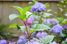In hot climates, hydrangeas will do best with some shade. Faqs About Hydrangeas How To Grow Hydrangeas Ugly Ducking House