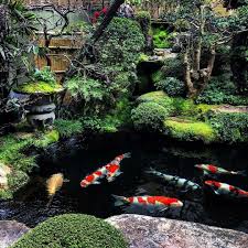 One Of The Most Gorgeous Koi Ponds In The World Located At Miyajima Island In Japan Join Our Community Of Ko Fish Pond Gardens Japanese Garden Koi Pond Design
