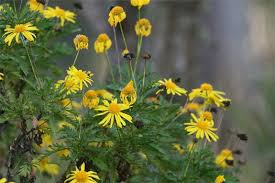 Image result for Euryops chrysanthemoides