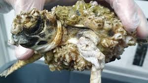 Removing Barnacles From Sea Turtles, The Worst Barnacles Cases | Removing Barnacles From Sea Turtles, The Worst Barnacles Cases | By Le StreghetteFacebook