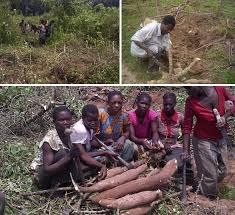 Image result for Hyparrhenia anamesa