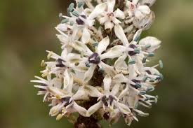 Image result for Schizocarphus