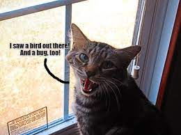 Maybe you would like to learn more about one of these? Cat Looking Out The Window Lolcats Lol Cat Memes Funny Cats Funny Cat Pictures With Words On Them Funny Pictures Lol Cat Memes Lol Cats