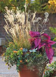 Check spelling or type a new query. The Best Maiden Grasses For Your Garden Garden Gate