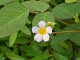 Image result for Oxalis barrelieri