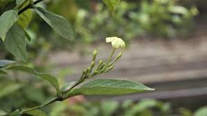 Image result for Pseudomussaenda