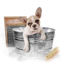 Our end goal is to find a forever home, not just a home for animals in our care. Pamela Vail S Pet Spa Accueil Facebook