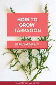 How To Grow Tarragon Artemisia Dracunculus Gardening Channel Herbs Tarragon Plant Perennial Herbs