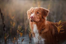 The puppy is guaranteed until his or hers first birthday from hereditary debilitating and congenital defects and will be replaced with another puppy of. Nova Scotia Duck Tolling Retriever Dog Breed Information