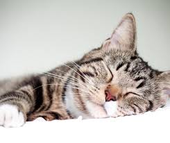 Cortaro farms pet hospital tucson, az 85742. Pet Care Clinic Lincoln Park Home Facebook