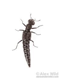 Image result for Stenostelma