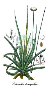 Image result for Eriocaulaceae