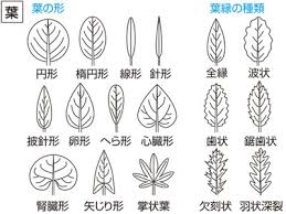 掌状葉 しょうじょうよう の意味 Goo国語辞書