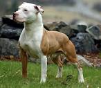 Pit bull - Wikipedia