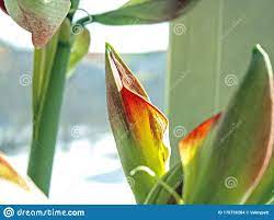 Photo About Tender Amaryllis Bud Has Not Yet Opened Flowers On The Windowsill Image Of Beautiful Hippeastrum Nature 176750 Amaryllis Plant Leaves Flowers
