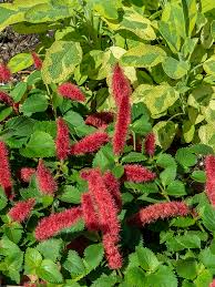 Image result for Acalypha bipartita