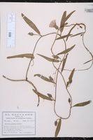 Image result for Astripomoea hyoscyamoides