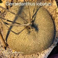 Image result for Gerrardanthus lobatus
