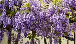 Piante da giardino a fiore viola. Glicine Consigli Per Curare La Scenografica Pianta Dai Fiori A Grappolo