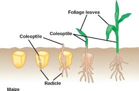 If you planted corn and have been waiting to see the seeds sprout, they might not be germinated yet! How To Grow Maize In Uganda