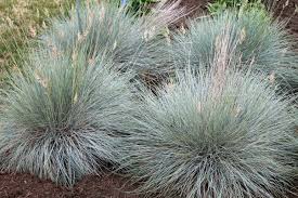 Maybe you would like to learn more about one of these? 15 Best Plants To Put Around Your Mailbox Pennlive Com