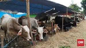 Aku dibeli untuk makan, namun aku tidak pernah dimakan: Hukum Dan Keutamaan Berkurban Di Hari Raya Idul Adha