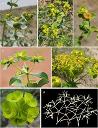 Image result for Euphorbia inaequilatera