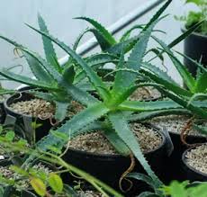 Image result for Aloe arborescens × inyangensis