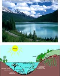 Aquatic Ecosystems